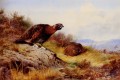 Grouse rouge sur la lande Archibald Thorburn bird